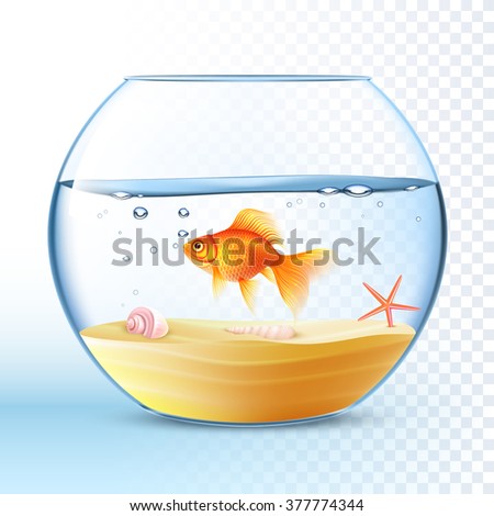Goldfish swimming in round fishbowl with shell and starfish on the sand bottom poster abstract vector illustration