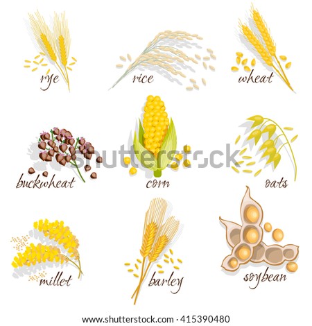 Cereals icon set with rye rice wheat corn oats millet soybean ear of grain vector illustration