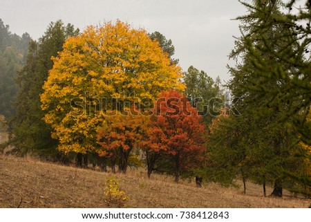 Autumn Trees Stock Images, Royalty-Free Images & Vectors | Shutterstock