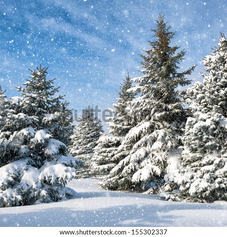 fir trees covered by snow