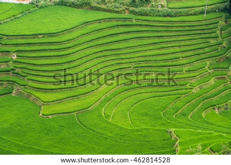 Agriculture Green Rice fields and rice terraced on mountain at SAPA, Lao Cai, Mu Cang Chai, Vietnam. The most of area is rice terraced. nature and landscape rice fields
