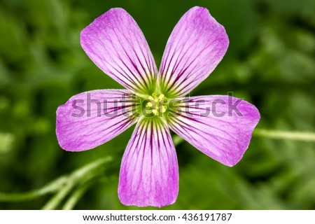 5 Petals Stock Images, Royalty-Free Images 