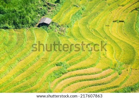 Rice field terraces in Sapa - Lao cai - Viet Nam