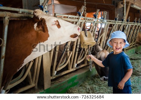 a baby laughs happy while a cow licks the salt offered by the baby