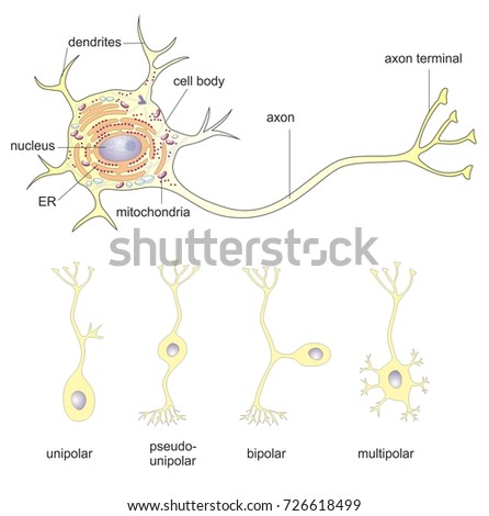 Neuron Nerve Cell Consists Cell Body Stock Illustration 726618499 ...