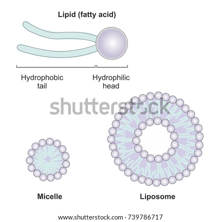 Lipids Stock Images, Royalty-Free Images & Vectors | Shutterstock