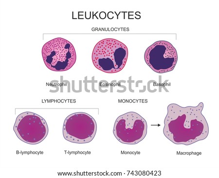 Leukocytes White Blood Cell Type Chart Stock Illustration 743080423 ...