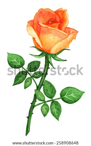 Orange Roses Stock Photos, Images, & Pictures | Shutterstock
