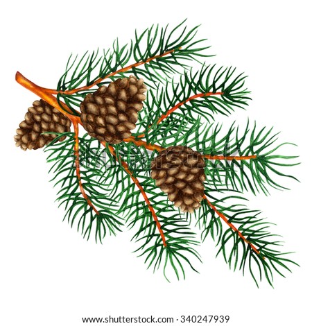 Watercolor Pine Tree Branch Cones Closeup Stock Illustration 340247939 ...