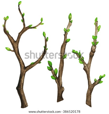 Watercolor Dry Tree Branches Set Closeup Stock Vector 332513084