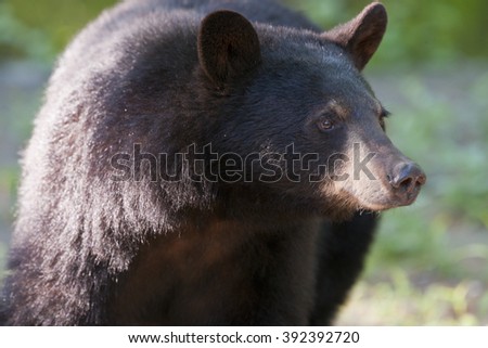 Black Bear Stock Images, Royalty-Free Images & Vectors | Shutterstock