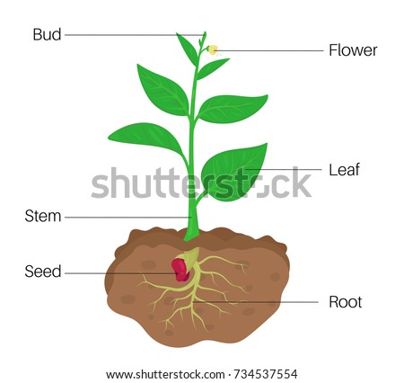 Illustration Showing Parts Tomato Plant Stock Illustration 212615377 ...