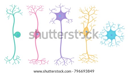 neuron types