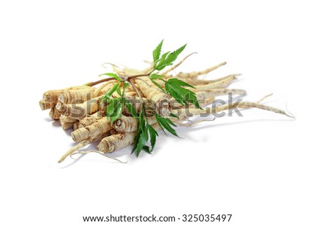Fresh Ginseng Root and female ginseng (dong quai) leaves on white background
