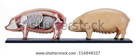 Pig Skeleton Stock Images, Royalty-Free Images & Vectors | Shutterstock