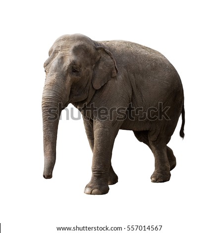 Elephant Stock Images, Royalty-Free Images & Vectors | Shutterstock