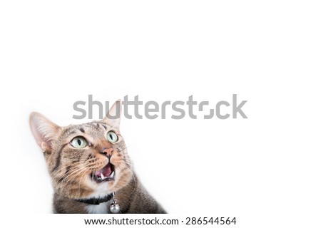 Mean Eyed Cat Tab Mean Eyed Cat Tab