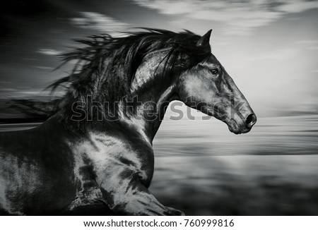 Portrait of the spanish running horse black and white photo Portrait of the spanish running horse black and white photo