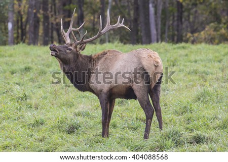 Elk Stock Images, Royalty-Free Images & Vectors | Shutterstock
