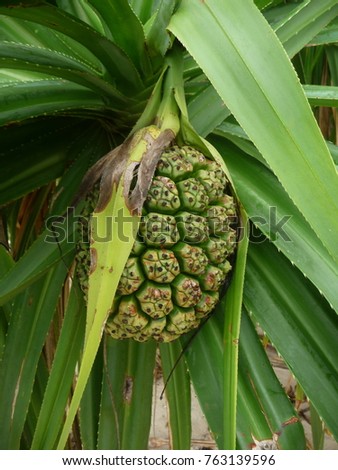 Tropical Fruit Plant Palawan Philippines Stock Photo (Edit Now ...