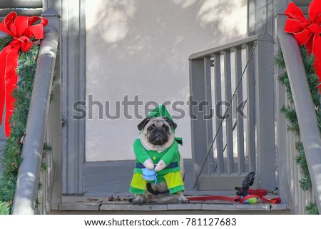 pug san antonio ziggy stock images royalty free images vectors pug san antonio ziggy stock images royalty free images vectors