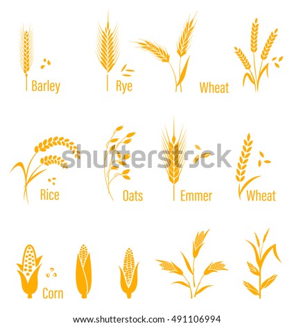 Cereals Icon Set Rice Wheat Corn Stock Vector 509511655 - Shutterstock