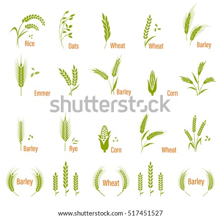 Cereals icon set. Concept for organic products label, harvest and farming, grain, bakery, healthy food.