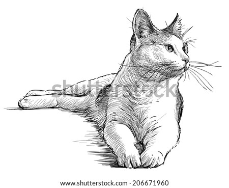 Cat Sketch Stock Images, Royalty-Free Images & Vectors | Shutterstock