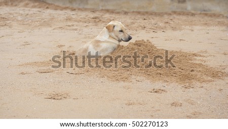 Black Tailed Prairie Dog Running Speed Black Tailed Prairie Dog Running Speed