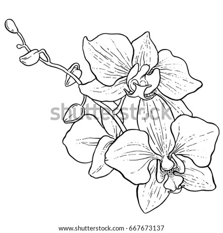 Orchid-line-drawing Stock Images, Royalty-Free Images & Vectors ...