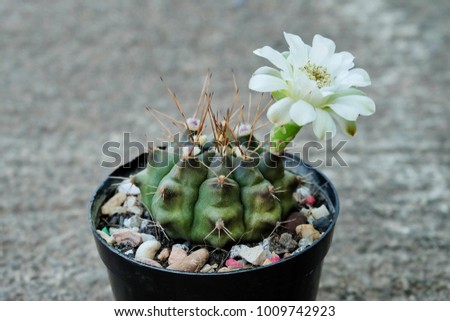 Cactus Gymnocalycium Sp Cactus Have White - stock ...