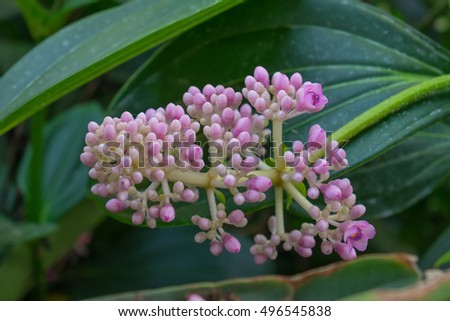 Asterids Stock Photos Royalty-Free Images Vectors