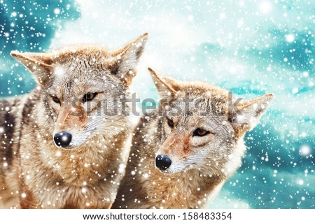 Coyote pair against the blue winter sky. Animals in the wild.