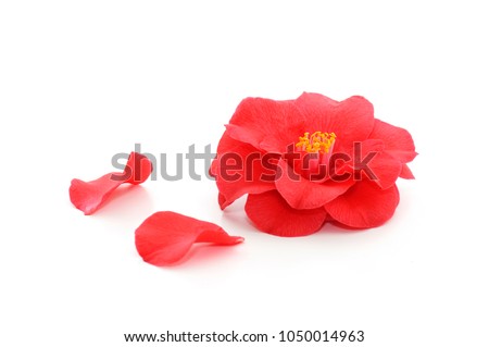 Camellia Stock Images, Royalty-Free Images & Vectors | Shutterstock