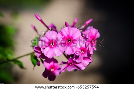 Beutiful beutiful stock images, royalty-free images & vectors | shutterstock Beutiful beutiful stock images, royalty-free images & vectors | shutterstock