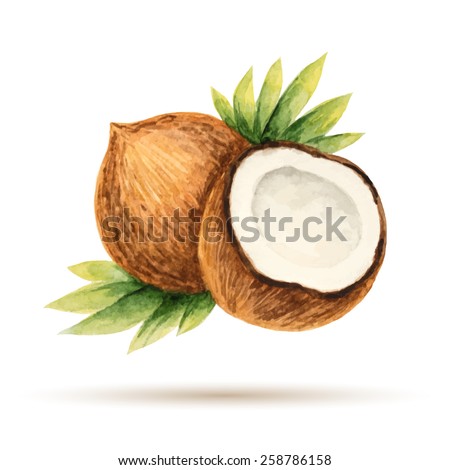 Coconut hand drawn watercolor, on a white background. Vector illustration.