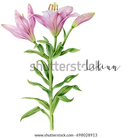 Botanical Art Watercolor Pink Pale Lily Stock Illustration 698028913