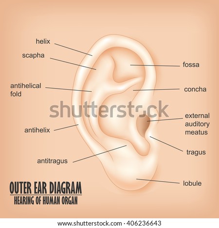 diagram for ear & Images, Outer Vectors Free Stock Ear Images Royalty