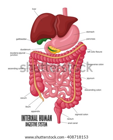 Part Internal Human Digestive System Illustration Stock Vector (Royalty ...