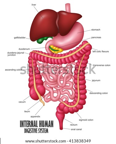 Part Internal Human Digestive System Illustration Stock Vector ...