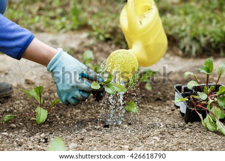 Term paper submitted on organic fertilizer