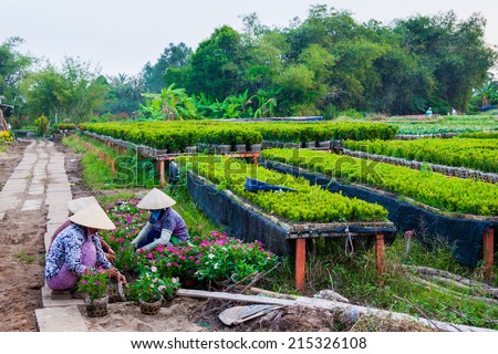 Gardeners care for the flowers in their garden in Sa Dec, Dong Thap, Vietnam. Sa Dec is flower producing center.