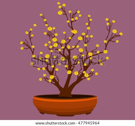 Yellow Apricot Flower, traditional lunar new year in Vietnam