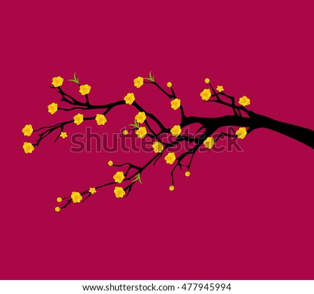 Yellow Apricot Flower, traditional lunar new year in Vietnam