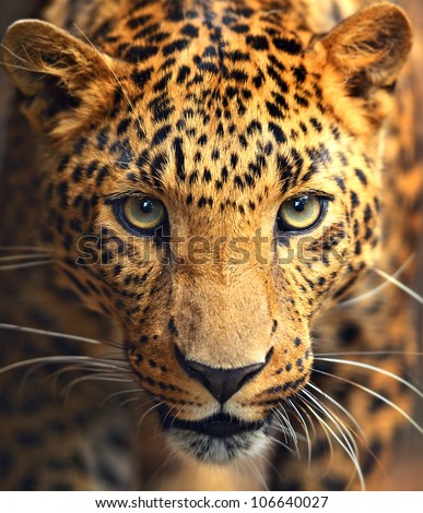 Leopard portrait
