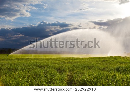 irrigation of a green wheat field against a dramatic sky at sunset