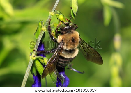 Bộ sưu tập Côn trùng - Page 41 Stock-photo-a-carpenter-bee-nactaring-on-blue-flowers-green-background-xylocopa-micans-181310819