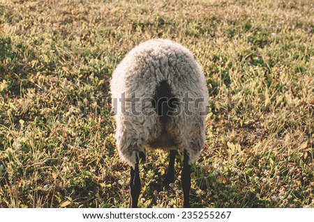 Alura jenson glory hole Pics of a sheeps asshole