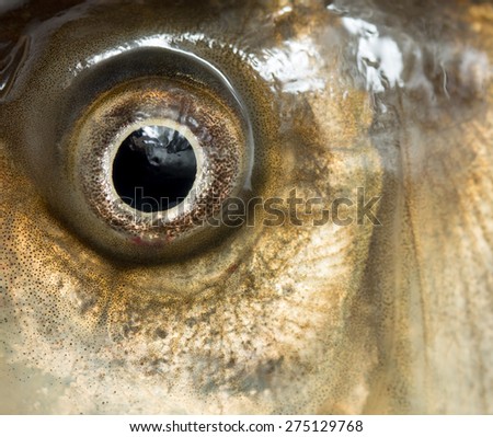 Closeup Goldfish Eye Stock Photos, Images, & Pictures | Shutterstock