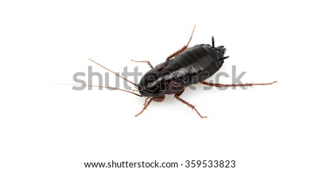 Cockroach: Cockroach In Nose